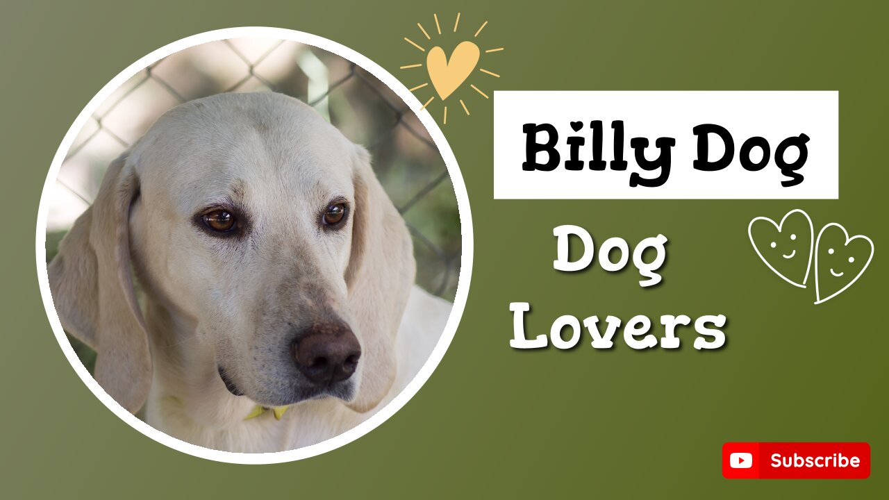 Billy Dog Breed Information: History, Characteristics, and Suitability as a Pet