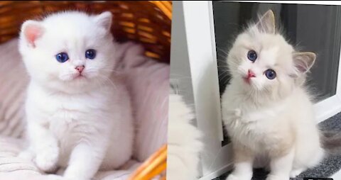 funny cat video compilation, 🐈🐈🐈 funny