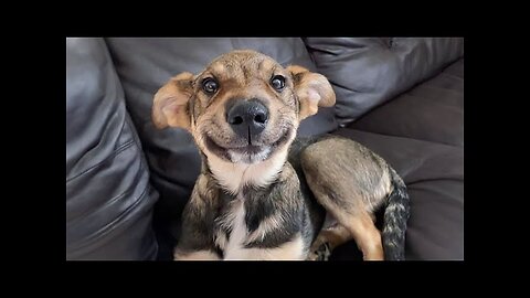 Cute doggos😆