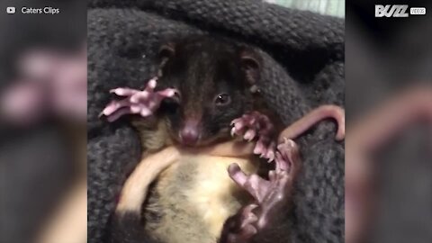 Admirez la mignonnerie de ce bébé opossum