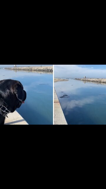 Flood channel between Newport and Huntington Beach coated with oil & tar