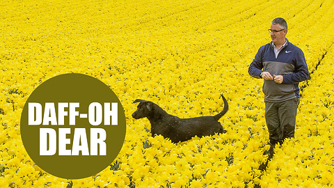 Thousands of daffodils have been left weeks behind schedule