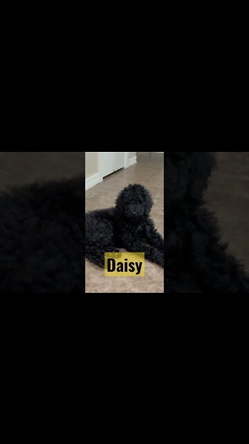 My new puppy Daisy