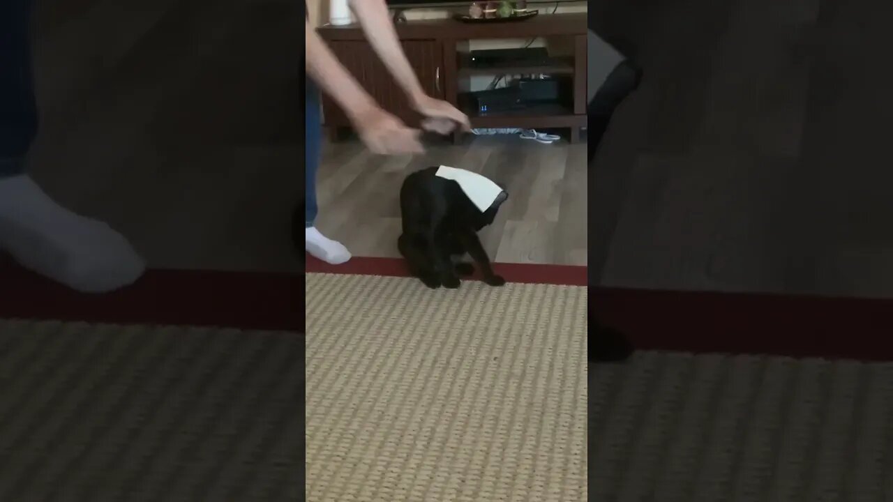 Kitty vs Napkin #cat #catsrule