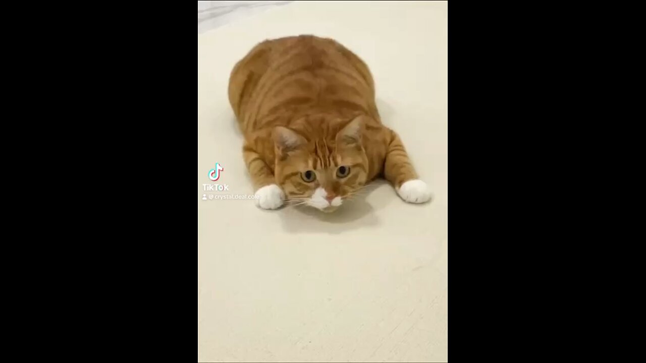 Fast and Furry: Orange Cat Scoots Across the Floor in Pursuit!