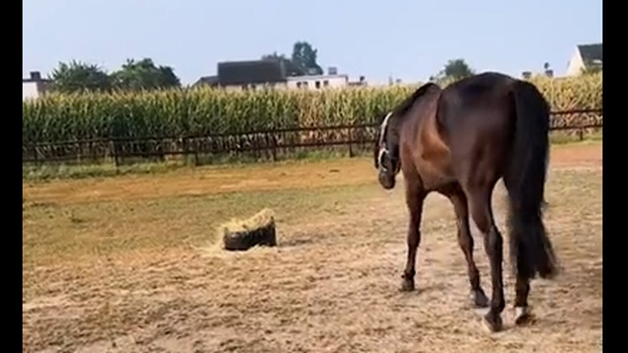 Cat Startles A Horse