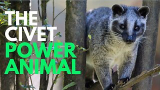 Civet Power Animal