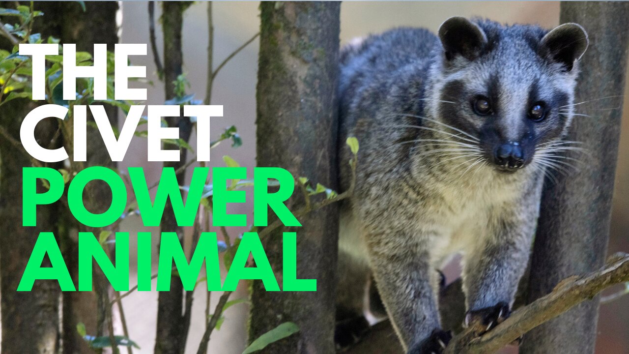 Civet Power Animal