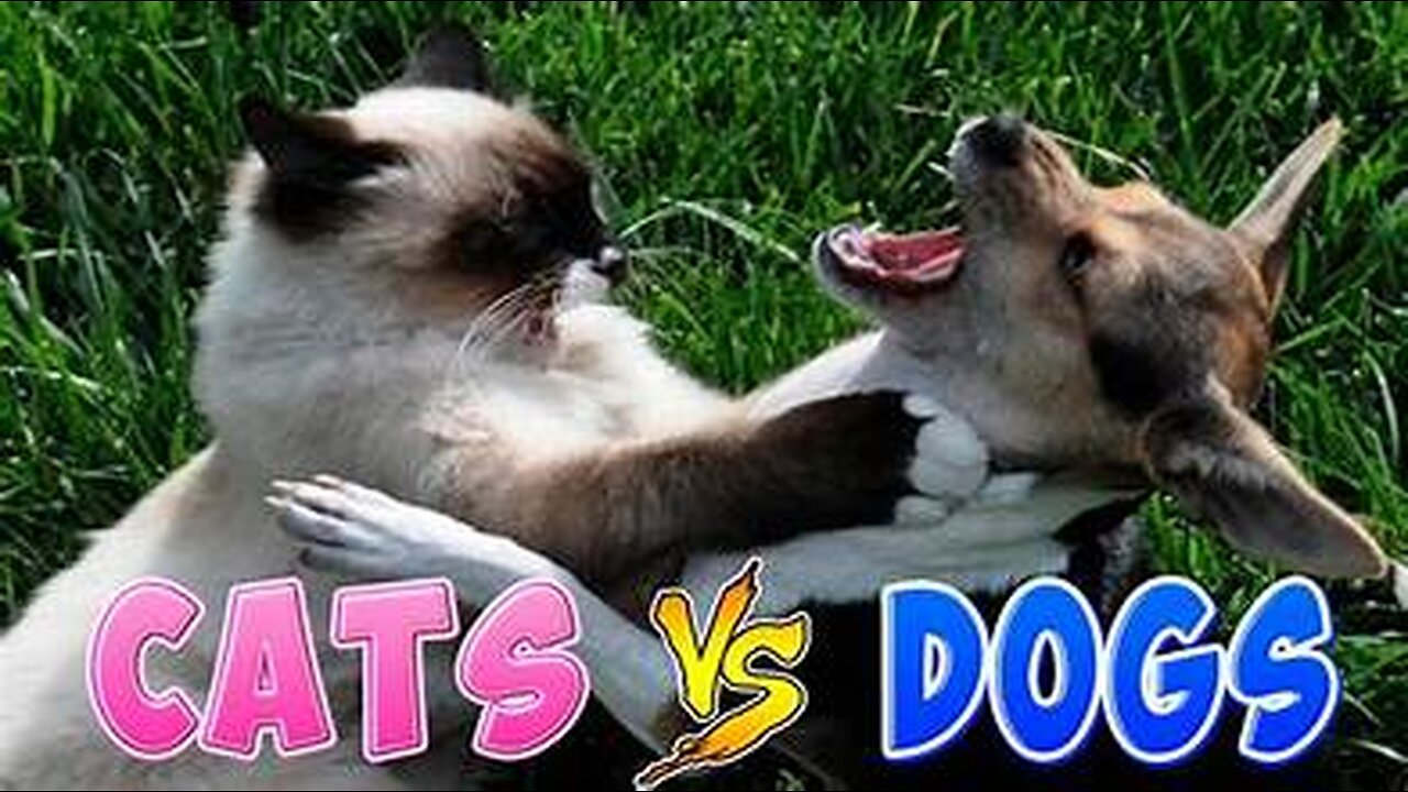 CATS VS DOGS/FUNNY/COMPLATION