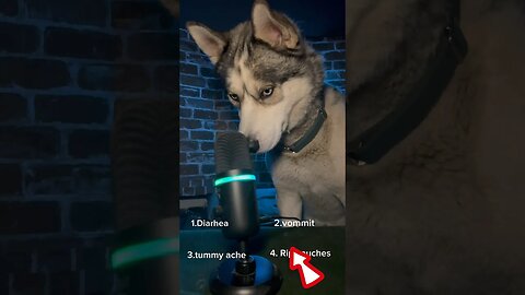 What should my husky do next? #dogs #husky #funnyhusky #funnydogs #funny #huskytalking