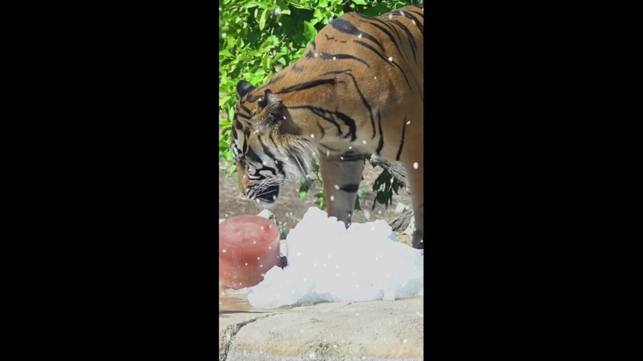 Animals Enjoy Summertime Snow Day At Phoenix Zoo