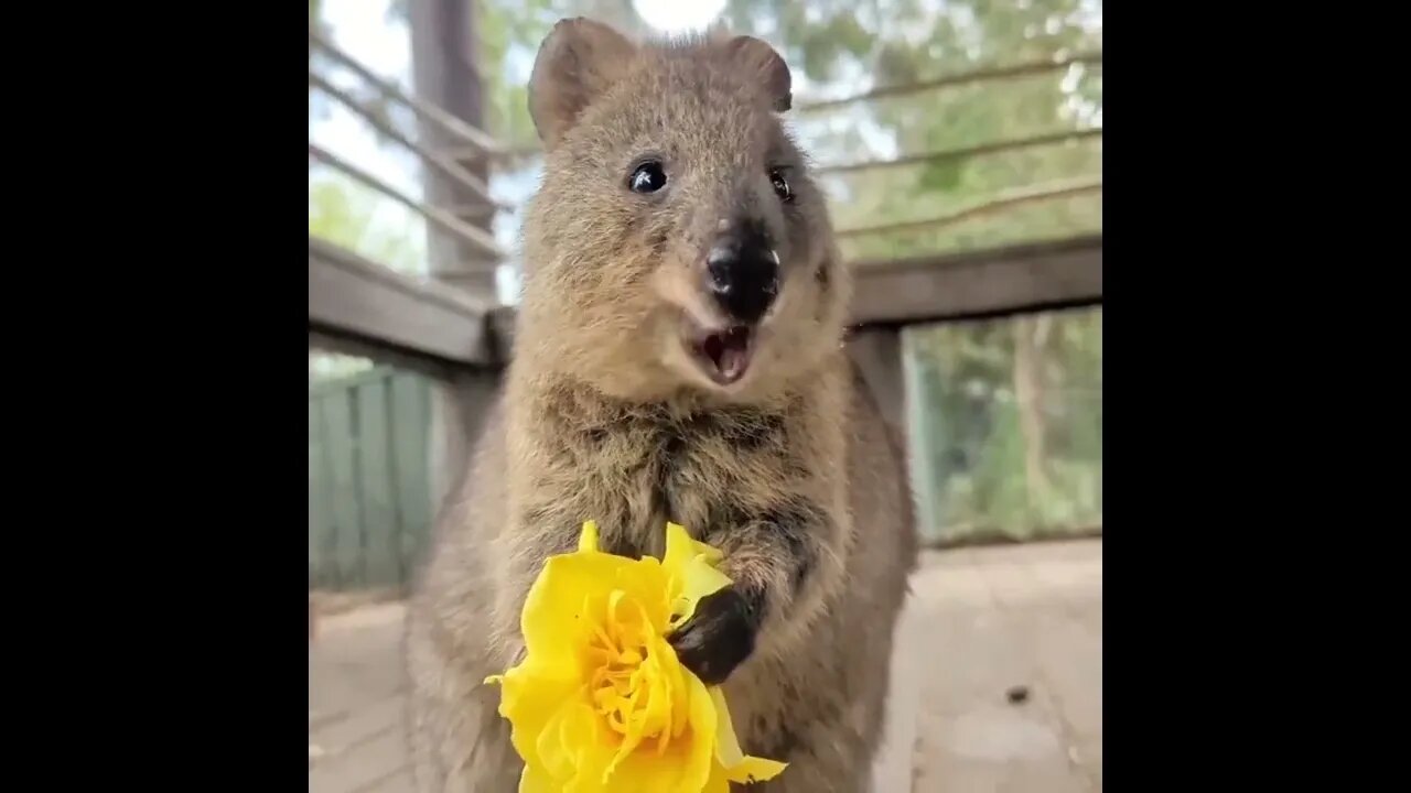 Cute funny Quokka -146