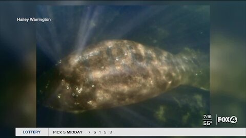 Reward doubled for abused manatee