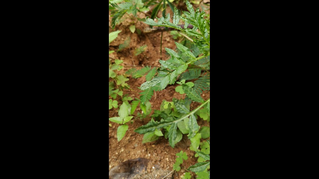 A plant which shrinks when you touch