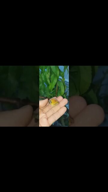 Pé de Pêssego no calor da Paraiba PÊSSEGO ERAGIL