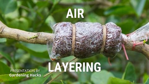 Successful Mango Tree Air Layering / एयर लेयरिंग आम का पेड़