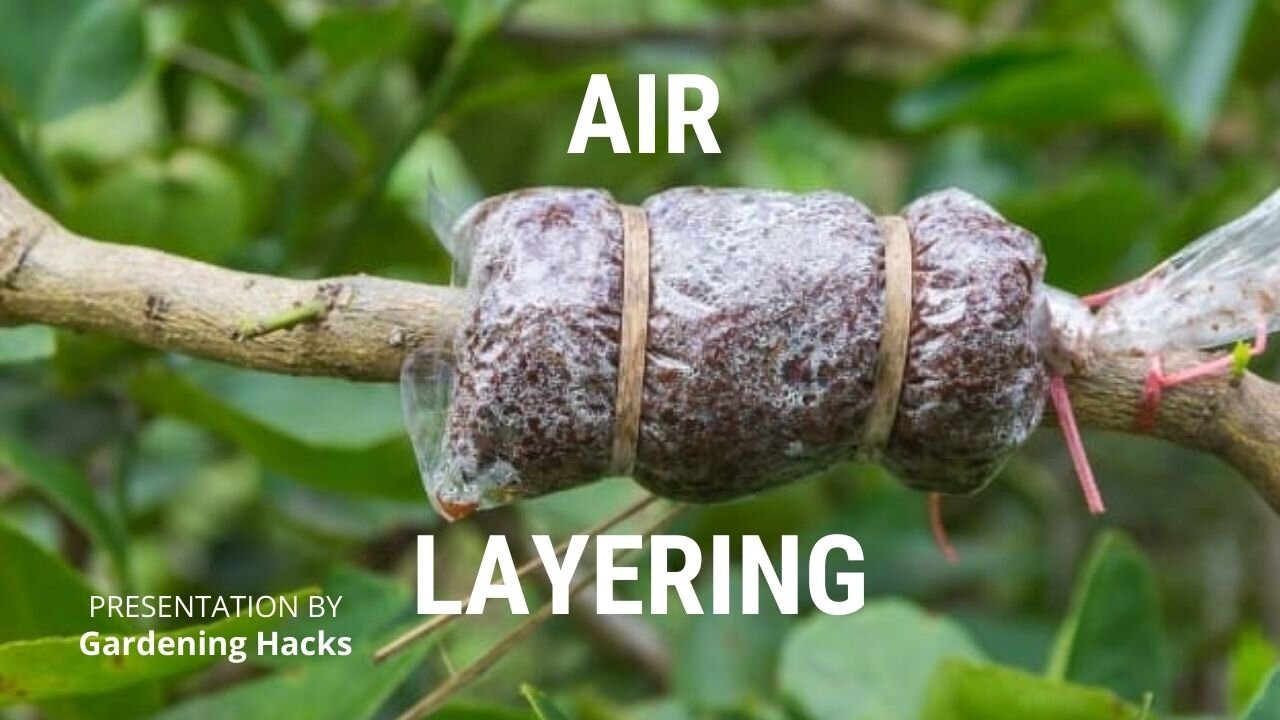 Successful Mango Tree Air Layering / एयर लेयरिंग आम का पेड़