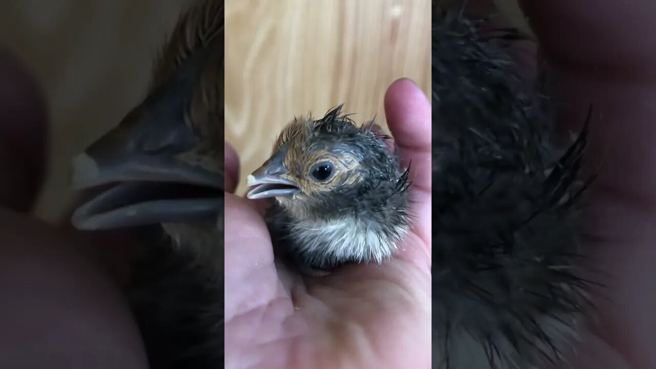 Newly hatched baby gold sebright chick