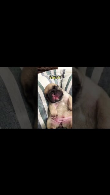 Still a baby🐾🐶♥️ #pug #pugdog #puppy #pugfamily #puglover