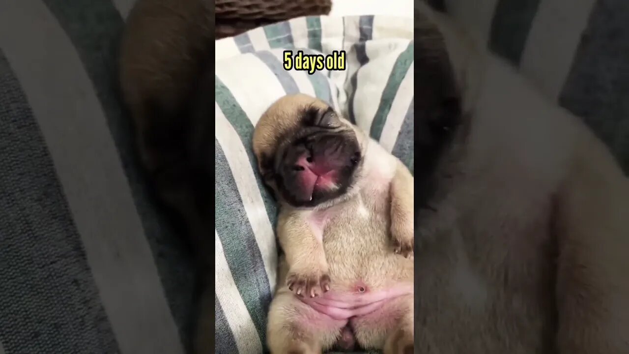 Still a baby🐾🐶♥️ #pug #pugdog #puppy #pugfamily #puglover