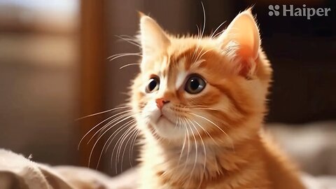 Cute Cat Gif