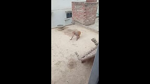 monkey short video