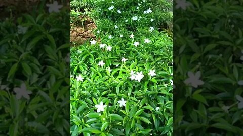 white flowers