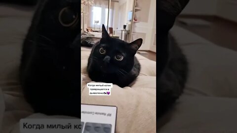 #shorts Смешные Коты Из Тик Тока 234 Funny Cats From Tiktok