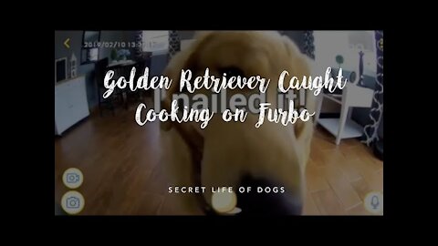 Golden Retriever Dogs Cooking Food for Pawrents: On Furbo Dog