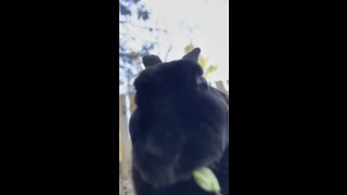 Bunny asmr