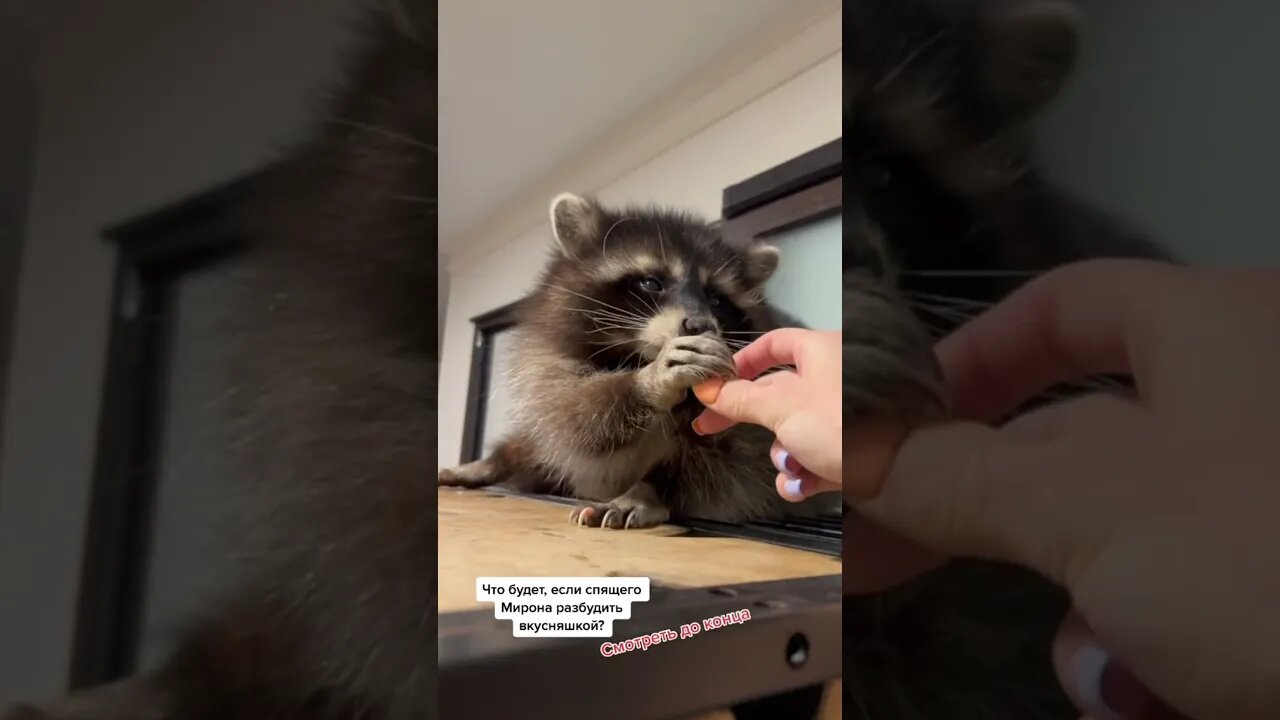 #shorts Смешные Еноты Из Тик Ток 10 Funny Tik Tok Raccoons