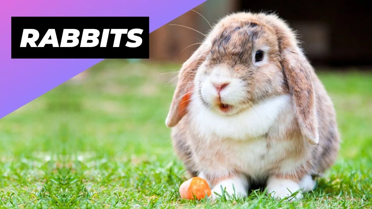 Rabbits 🐰 Reasons Why They Make Great Pets