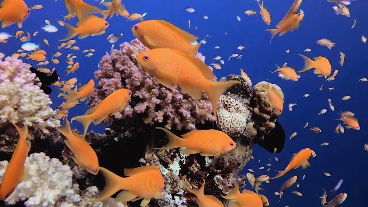 Tropical Underwater Fish | 4K Marine Life Footage