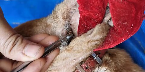 Removing all ticks from dog, Dog Grooming