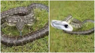 Momento assustador do ataque de uma Píton