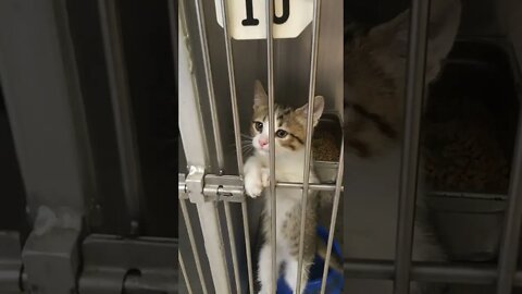 Came For Dog, Left With Him