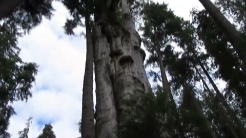 Top 5 BIGGEST Trees on Earth