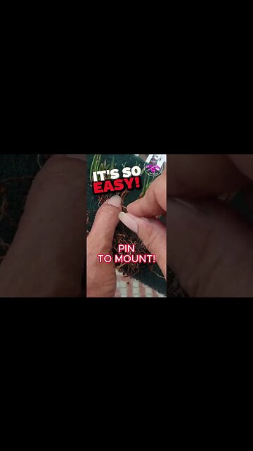 ADIOS to SPHAGNUM MOSS! Cheap HUMIDITY TRICK for your Orchid Mounts #ninjaorchids #shorts #orchids