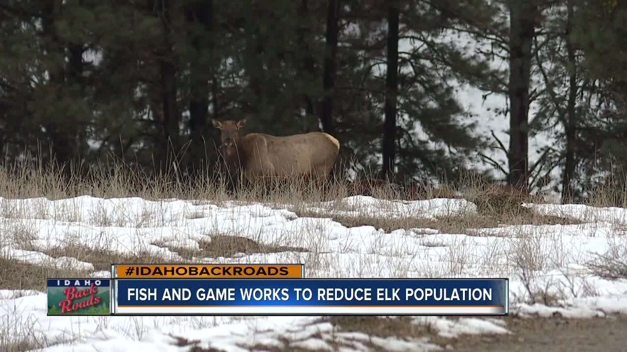 Too many elk?