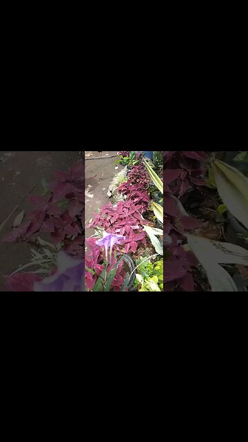 Yellow Butterfly in Philippines