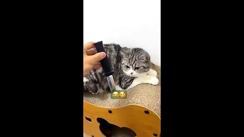 funny cats