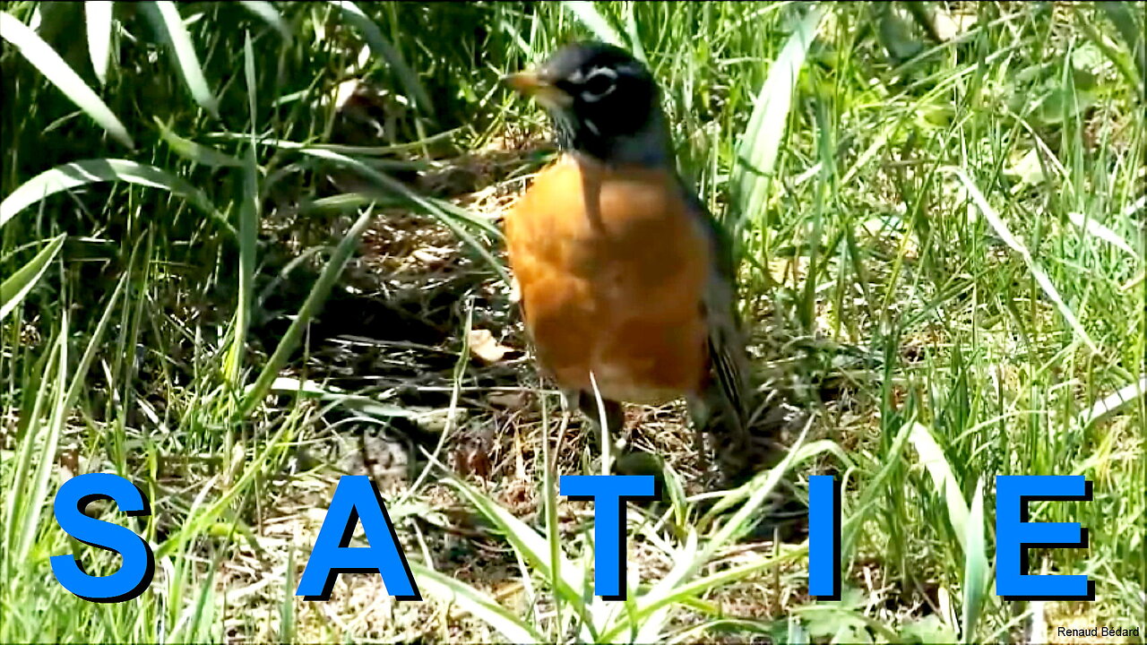 SATIE GYMNOPEDIE WITH BIRDS