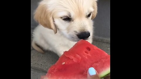 Cute puppy eating watermelon