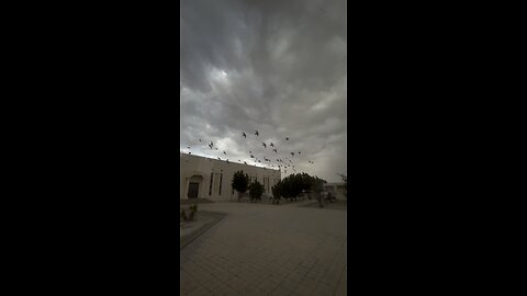 Birds in cloudy weather