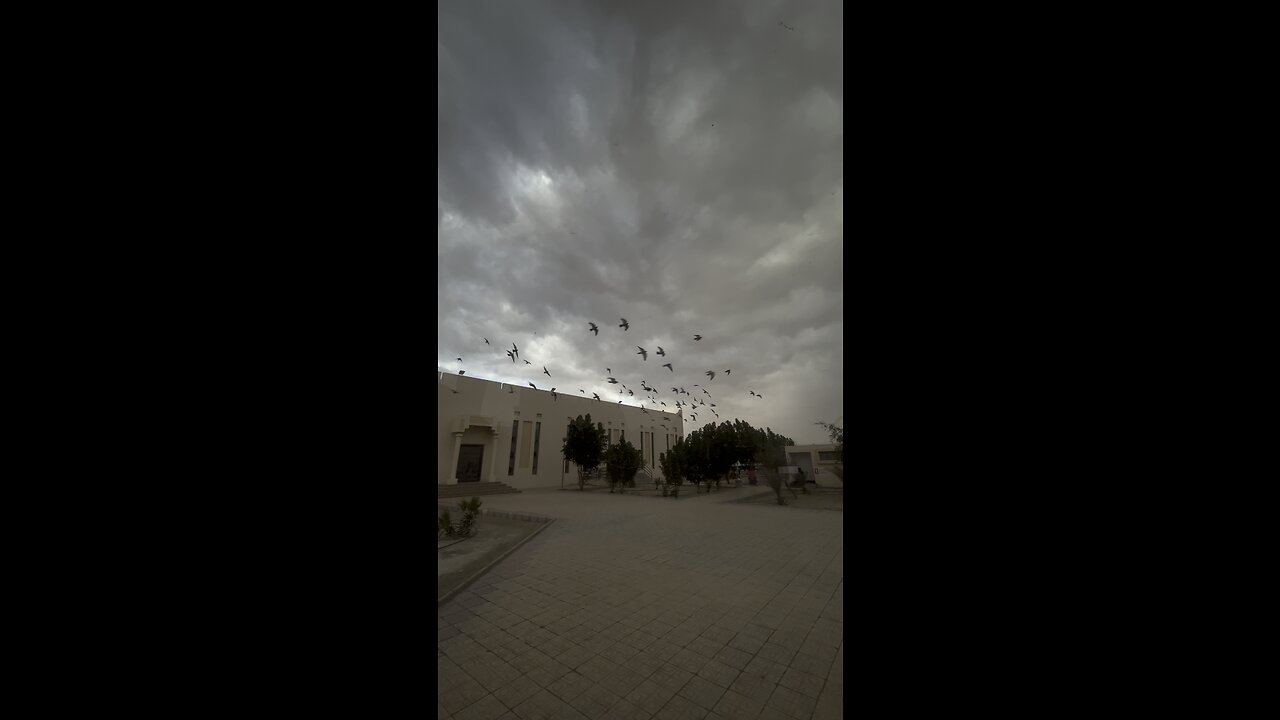 Birds in cloudy weather