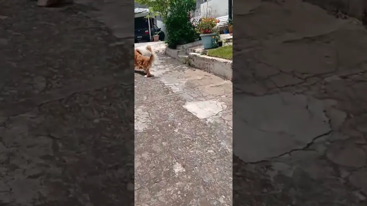 #dogshow , #animals , #dogs , #shorts