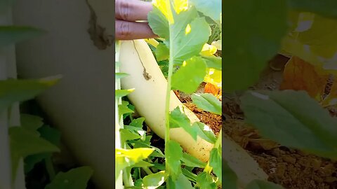 😲 #shots #shotsviralvideo #youtubeshorts