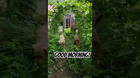 Good morning from the bean patch 🐾 #goodmorningsunshines #chesapeakebayretriever