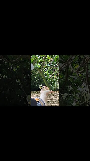 hand feeding birds st James's Park London #horseguardsparade