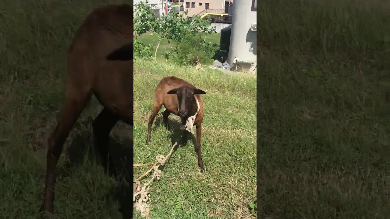 The Most Patient Lamb On The Farm